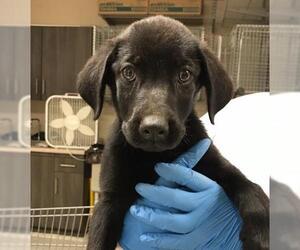Labrador Retriever-Unknown Mix Dogs for adoption in Conroe, TX, USA
