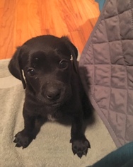 Small Labrador Retriever Mix