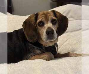 Medium Photo #2 Beagle Puppy For Sale in Spring Lake, NC, USA