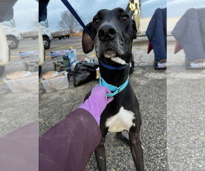Great Dane Dogs for adoption in Buffalo, MN, USA