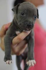 American Pit Bull Terrier-Unknown Mix Dogs for adoption in Katy, TX, USA