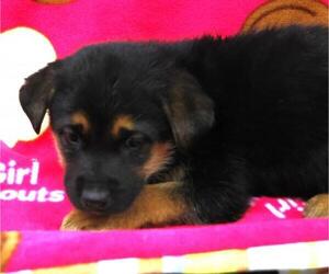 Mutt Dogs for adoption in Thief River Falls, MN, USA