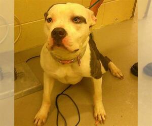 American Bulldog-Unknown Mix Dogs for adoption in Sanford, FL, USA