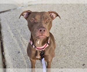 American Pit Bull Terrier-Unknown Mix Dogs for adoption in Millersville, MD, USA