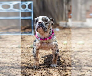 Bulldog Dogs for adoption in St. Louis Park, MN, USA