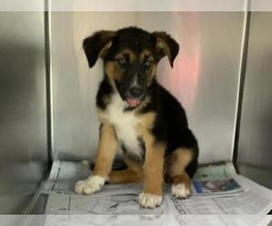German Shepherd Dog-Unknown Mix Dogs for adoption in Visalia, CA, USA