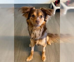 Spaniel-Unknown Mix Dogs for adoption in oakland, FL, USA