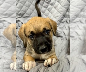 Medium Photo #1 German Shepherd Dog-Unknown Mix Puppy For Sale in SHERBURNE, NY, USA