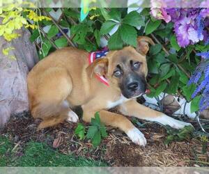 German Shepherd Dog-Unknown Mix Dogs for adoption in Oklahoma City, OK, USA
