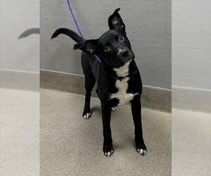 Labrador Retriever-Unknown Mix Dogs for adoption in Las Vegas, NV, USA