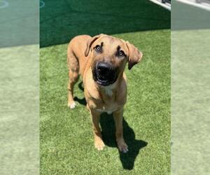 Black Mouth Cur-Unknown Mix Dogs for adoption in Baytown, TX, USA