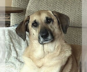 Great Pyrenees-Unknown Mix Dogs for adoption in Plainfield, IL, USA