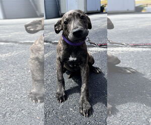 Labrador Retriever-Unknown Mix Dogs for adoption in Sterling, MA, USA