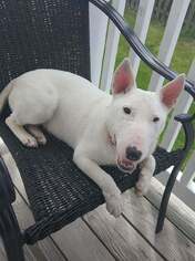 Medium Photo #1 Bull Terrier Puppy For Sale in Dublin, OH, USA