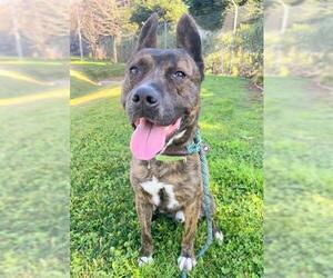 American Pit Bull Terrier-Dutch Shepherd Mix Dogs for adoption in Sacramento, CA, USA