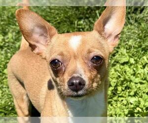 Chihuahua Dogs for adoption in Pueblo, CO, USA