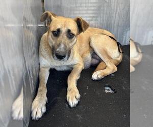 Black Mouth Cur-Unknown Mix Dogs for adoption in San Antonio, TX, USA