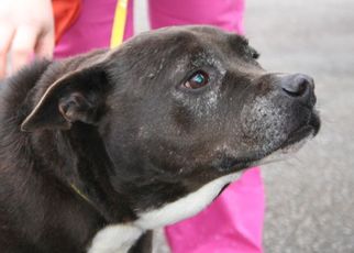 American Pit Bull Terrier-Labrador Retriever Mix Dogs for adoption in West Columbia, SC, USA