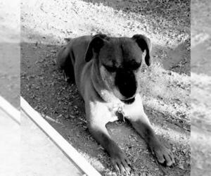 Mutt Dogs for adoption in Tonopah, AZ, USA