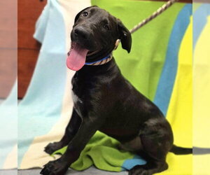 Labrador Retriever-Unknown Mix Dogs for adoption in Long Beach, CA, USA