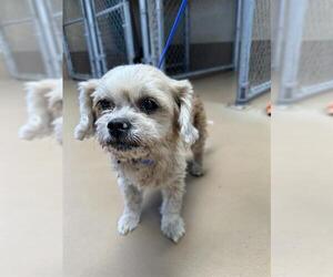 Shih Tzu-Unknown Mix Dogs for adoption in Chula Vista, CA, USA