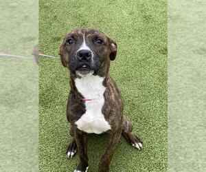 Mutt Dogs for adoption in Fayetteville, NC, USA