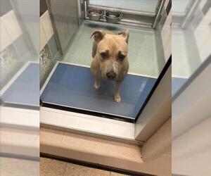 American Pit Bull Terrier Dogs for adoption in Plano, TX, USA