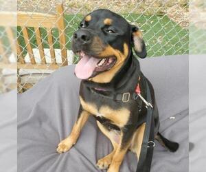 Rottweiler Dogs for adoption in San Pablo, CA, USA