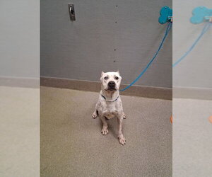 Mutt Dogs for adoption in Las Vegas, NV, USA