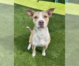 American Staffordshire Terrier-Unknown Mix Dogs for adoption in Tallahassee, FL, USA