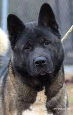 Akita Dogs for adoption in Bedford, VA, USA