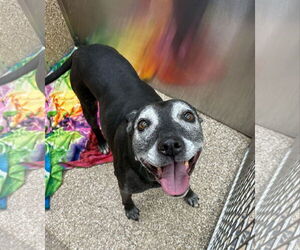 Mutt Dogs for adoption in Martinsburg, WV, USA