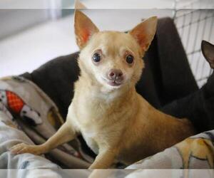 Chihuahua-Unknown Mix Dogs for adoption in Tallahassee, FL, USA