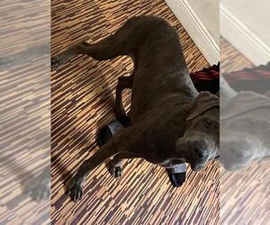 Mutt Dogs for adoption in Sanford, FL, USA