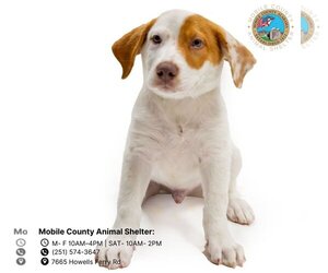 Lab-Pointer Dogs for adoption in Mobile, AL, USA
