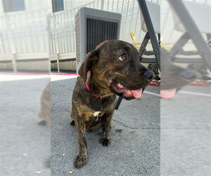 American Pit Bull Terrier Dogs for adoption in San Bernardino, CA, USA
