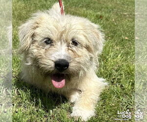 Unknown-Wheaten Terrier Mix Dogs for adoption in Washington, DC, USA