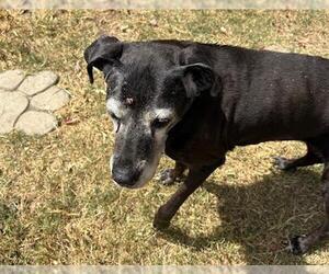 Mastiff Dogs for adoption in Tulsa, OK, USA