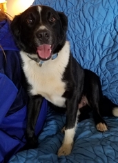 Border Collie Dogs for adoption in Sistersville, WV, USA