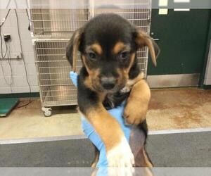Mutt Dogs for adoption in Riverside, CA, USA