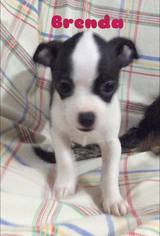 Jack-Rat Terrier Dogs for adoption in Long Beach, CA, USA