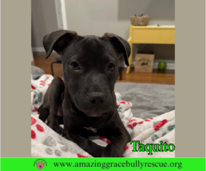 Labrador Retriever-Unknown Mix Dogs for adoption in Pensacola, FL, USA