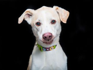 Greyhound Dogs for adoption in Franklin, TN, USA
