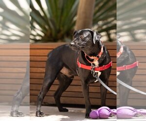 Carolina Dog-Labrador Retriever Mix Dogs for adoption in San Jose, CA, USA