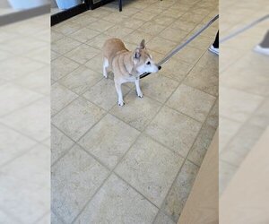 Shiba Inu Dogs for adoption in Norfolk, VA, USA