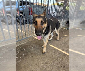 German Shepherd Dog Dogs for adoption in Riverside, CA, USA