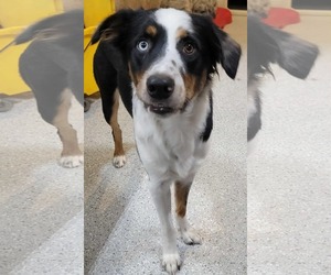 Australian Shepherd Dogs for adoption in Highland, IL, USA