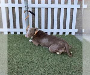 Mutt Dogs for adoption in Modesto, CA, USA