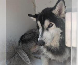 Alaskan Malamute-Unknown Mix Dogs for adoption in Houston, TX, USA