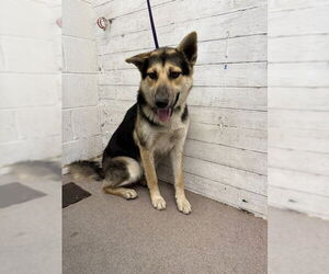 German Shepherd Dog Dogs for adoption in San Bernardino, CA, USA
